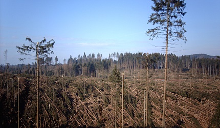 Schadholzaufbereitung